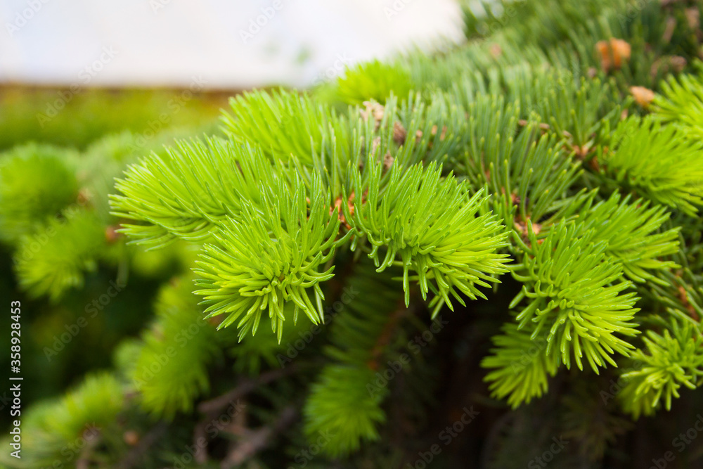 Fir tree with young shoots close-up Fir tree with young shoots close-up