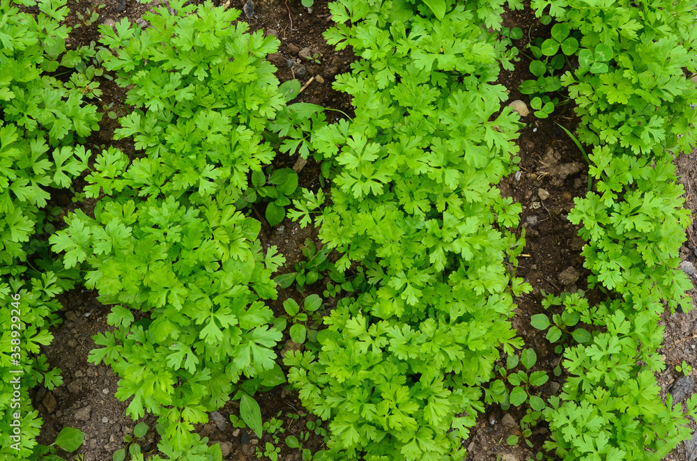 A bed of parsley in the garden. Concept of gardening A bed of parsley in the garden. Concept of gardening