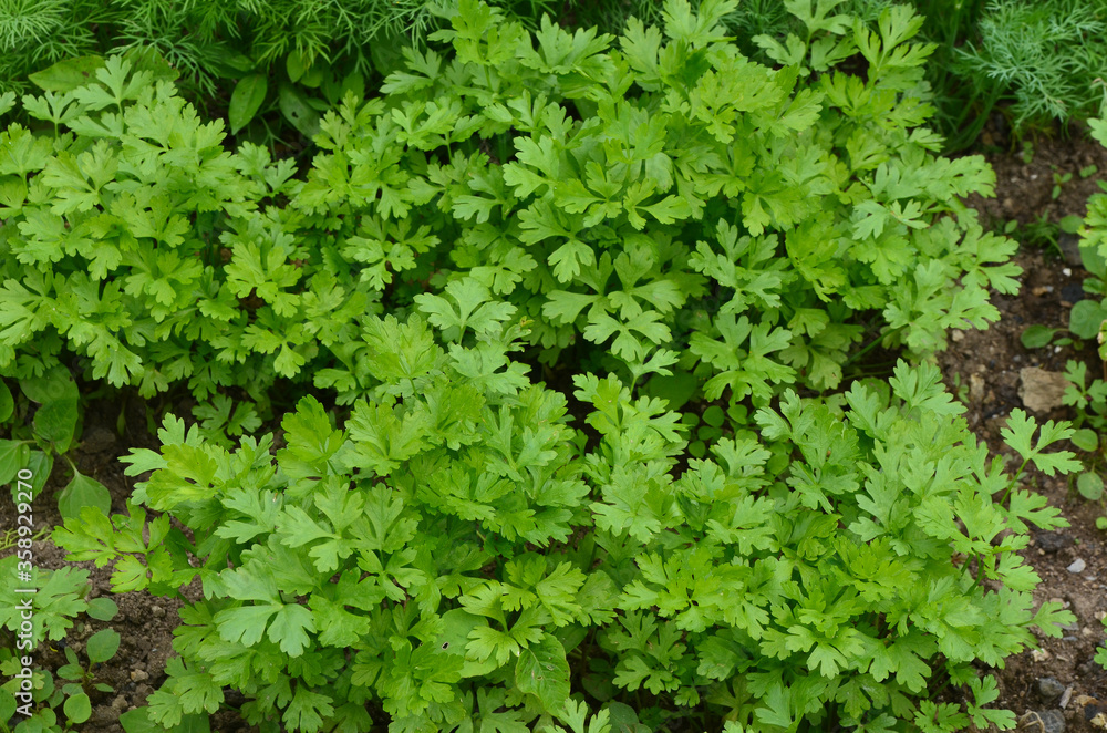 A bed of parsley in the garden. Concept of gardening A bed of parsley in the garden. Concept of gardening