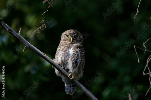 Owl on tree
