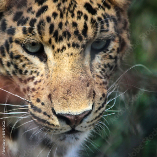 Leopard in a gazing look