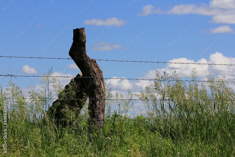 barbed wire fence in field with grass and blue sky and white clouds in Kansas. barbed wire fence in field with grass and blue sky and white clouds in Kansas.