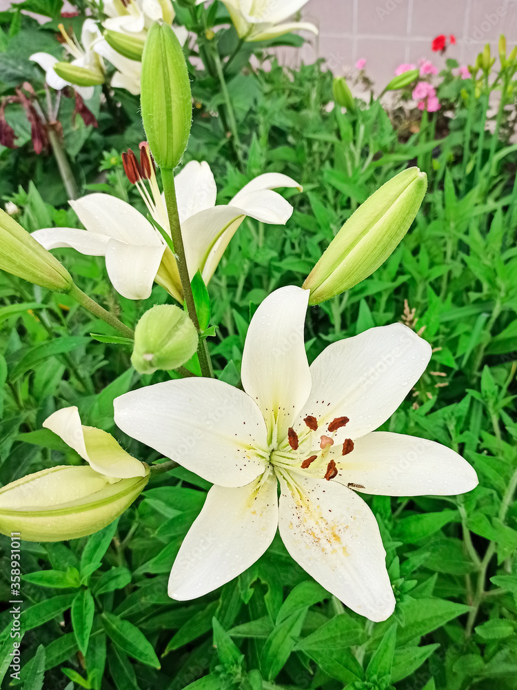 Fototapeta premium White lily blooms in the spring in the garden. Big white lily flower close-up, macro