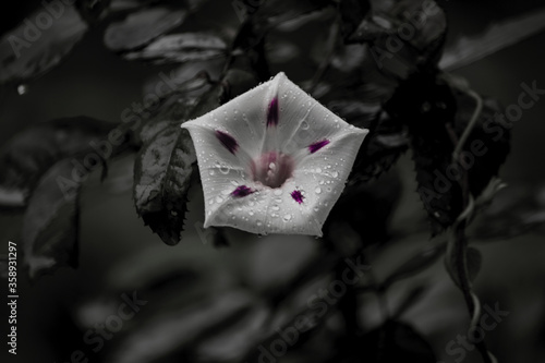 Isolated White Flower