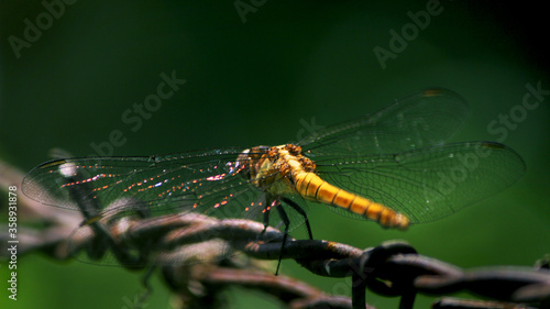 Dragonfly Sitting on wire