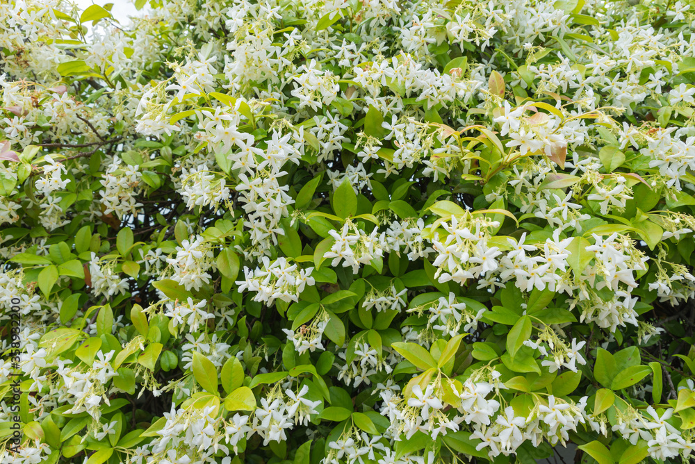 Foto de White flowers in bloom. Trachelospermum jasminoides, ornamental