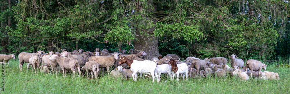 Schafe auf dem Russberg bei Tuttlingen