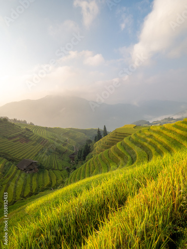 Longshen Rice fields in Chengdu  China