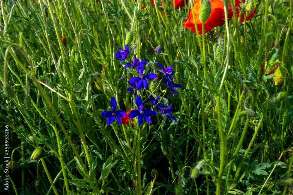 multicolored flowers on the plain on a beautiful summer day