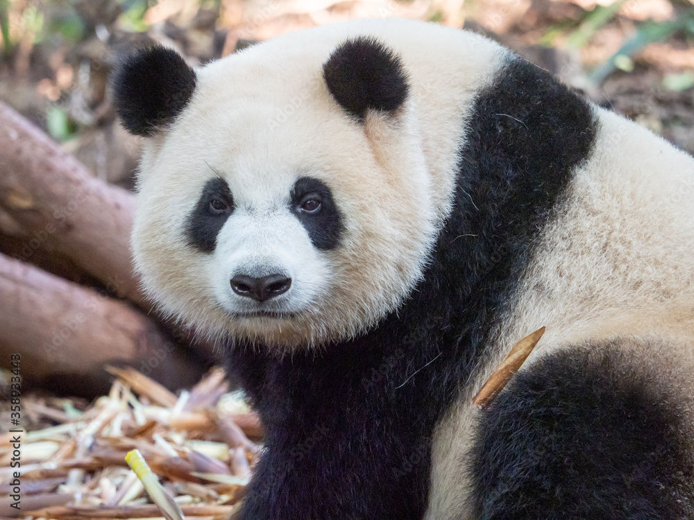 Panda Bear staring Panda Bear staring