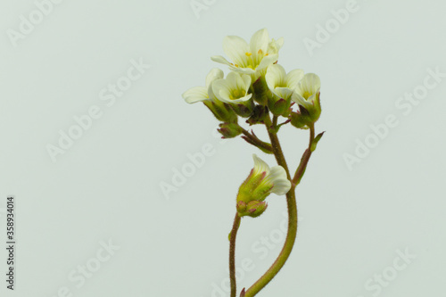 Isolated white wild flower thale cress, also known as mouse-ear cress, scientific name Arabidopsis thaliana  photo