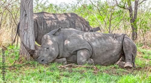 White Rhinos Resting in Kruger Park