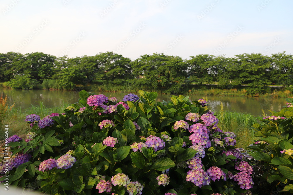 Obraz premium 埼玉県の元荒川沿いに咲くアジサイの花