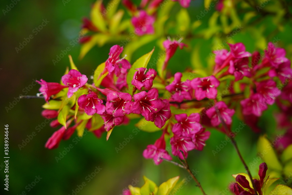 Weigela - Caprifoliaceae - Weigela - Weigel wonderful - a beautiful pink flowering shrub Weigela - Caprifoliaceae - Weigela - Weigel wonderful - a beautiful pink flowering shrub