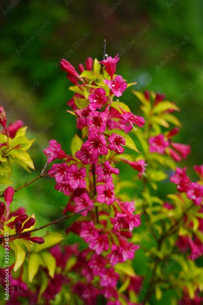 Weigela - Caprifoliaceae - Weigela - Weigel wonderful - a beautiful pink flowering shrub Weigela - Caprifoliaceae - Weigela - Weigel wonderful - a beautiful pink flowering shrub