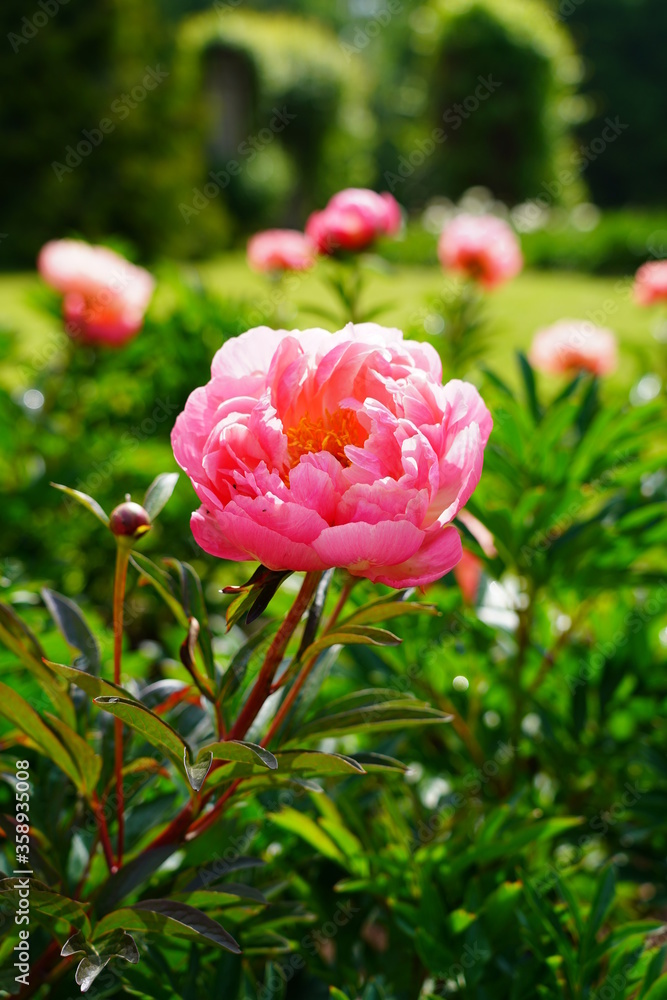 Fototapeta premium Beautiful blooming peonies (Paeonia) - Flowering peonies in the garden - pink peony bush