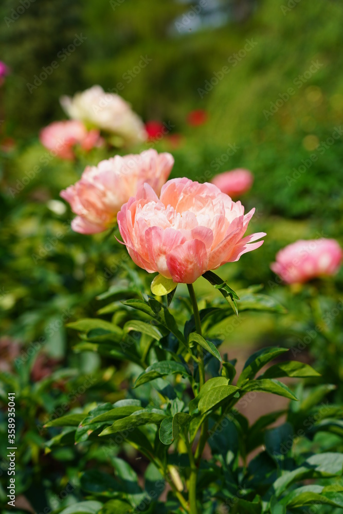 Obraz premium Beautiful blooming peonies (Paeonia) - Flowering peonies in the garden - pink peony bush