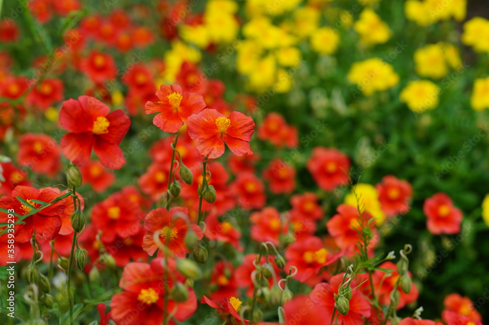 A beautiful orange inflorescence - Helianthemum hybridum, 'Henfield Brilliant' - decorative variety A beautiful orange inflorescence - Helianthemum hybridum, 'Henfield Brilliant' - decorative variety