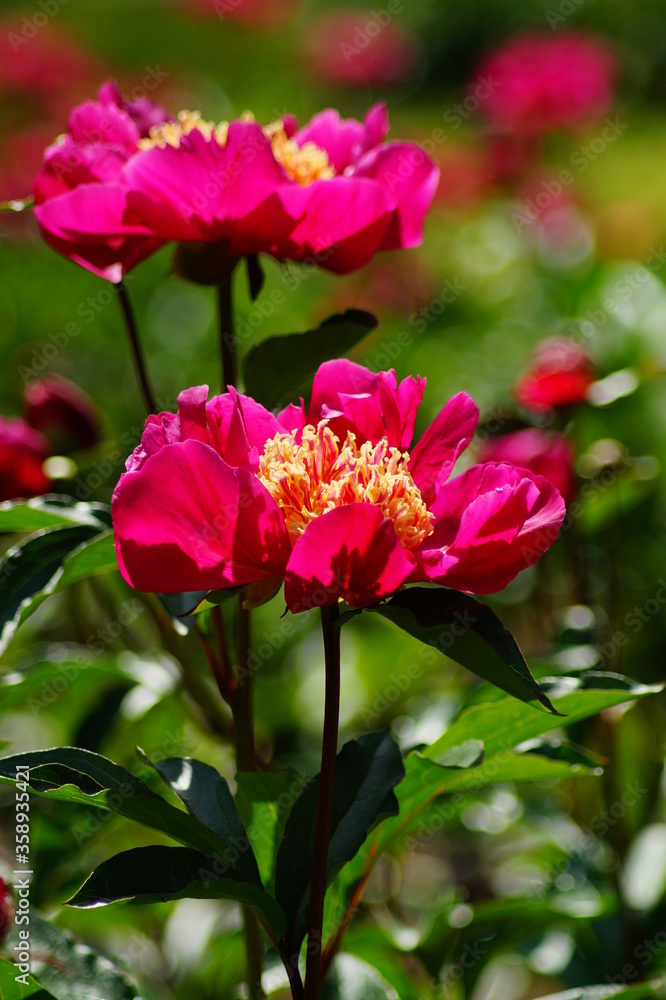 Beautiful blooming peonies (Paeonia) - Flowering peonies in the garden - pink peony bush Beautiful blooming peonies (Paeonia) - Flowering peonies in the garden - pink peony bush