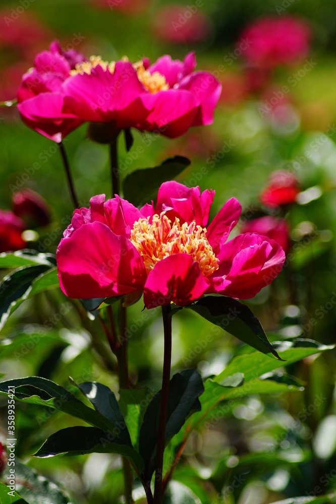 Beautiful blooming peonies (Paeonia) - Flowering peonies in the garden - pink   peony bush