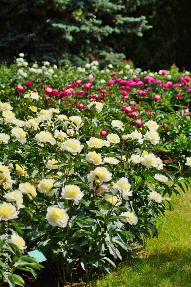 Beautiful blooming peonies (Paeonia) - Flowering peonies in the garden - pink peony bush Beautiful blooming peonies (Paeonia) - Flowering peonies in the garden - pink peony bush