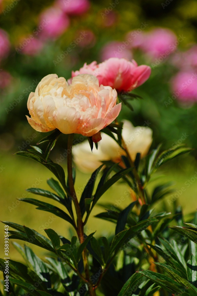 Fototapeta premium Beautiful blooming peonies (Paeonia) - Flowering peonies in the garden - pink peony bush