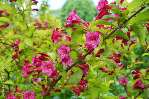 Weigela - Caprifoliaceae - Weigela - Weigel wonderful - a beautiful pink flowering shrub