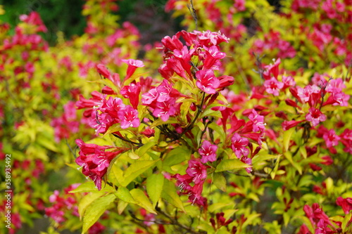 Weigela -  Caprifoliaceae - Weigela - Weigel wonderful - a beautiful pink flowering shrub