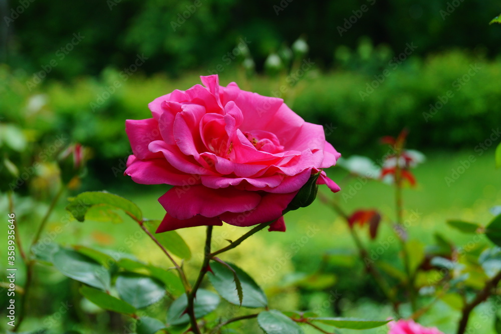 Beautiful , fragrant rose bush in the garden at summer day