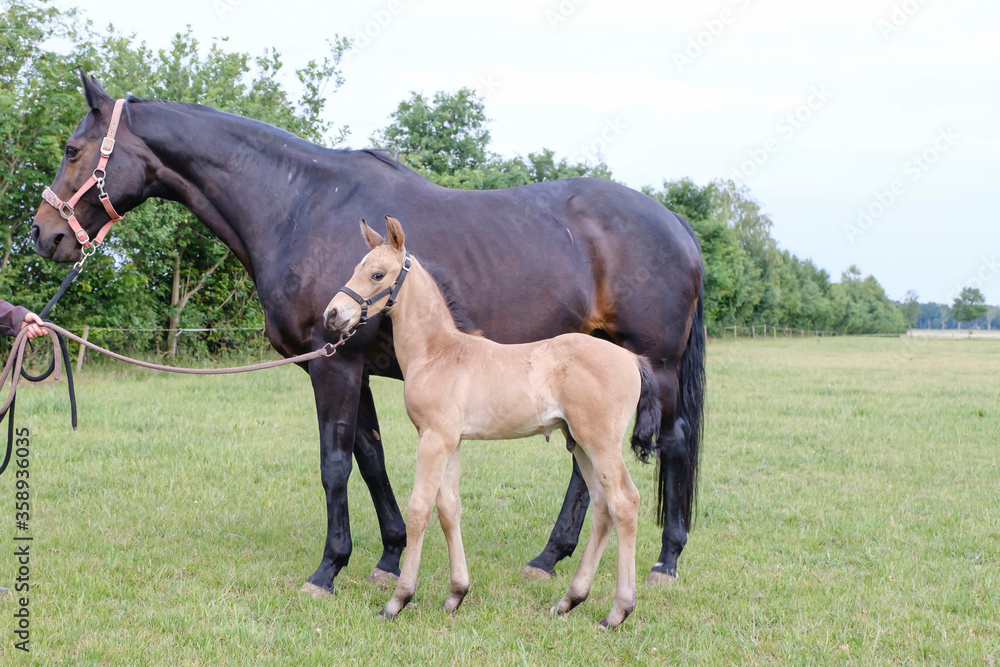 A little yellow stallion foal, standing next to the mother, during the day with a countryside landscape A little yellow stallion foal, standing next to the mother, during the day with a countryside landscape