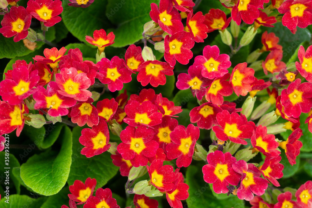 red and yellow primrose flowers close-up