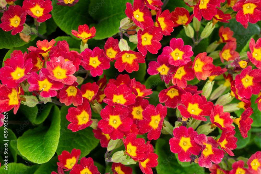 red and yellow primrose flowers close-up red and yellow primrose flowers close-up