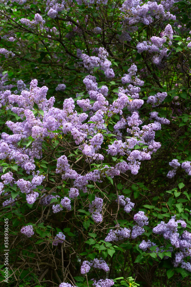 Blooming lilac in the spring in the park