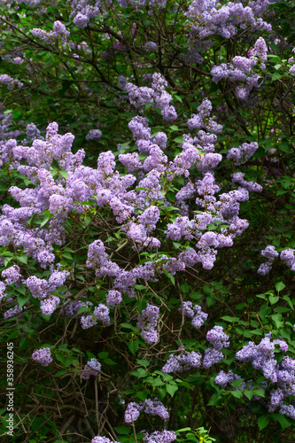 Fototapeta Naklejka Na Ścianę i Meble -  Blooming lilac in the spring in the park