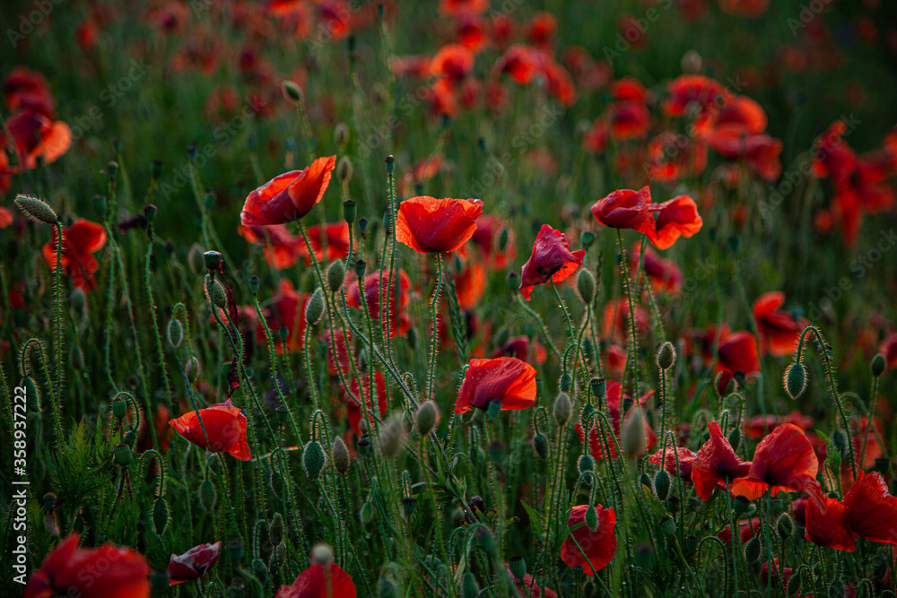 Fototapeta premium Field of poppies. Background for postcards. Nature in the summer. Sunset sun. Red poppies. Buds of wildflowers and garden flowers. Red poppy blossoms. Copy space