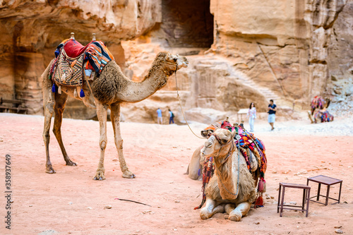It's Camel at Petra, Jordan