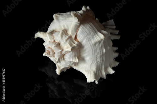 sea shell