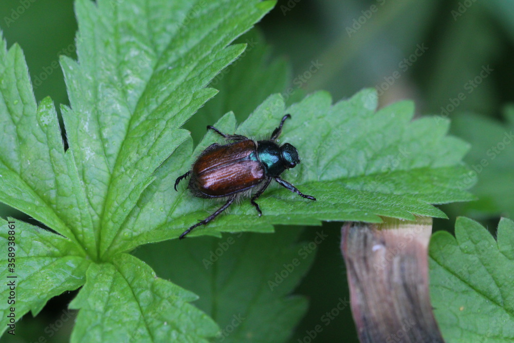 Naklejka premium Gartenlaubkäfers - Phyllopertha horticola