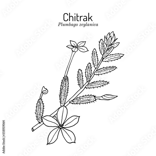 Ceylon leadwort, or chitrak Plumbago zeylanica , medicinal plant