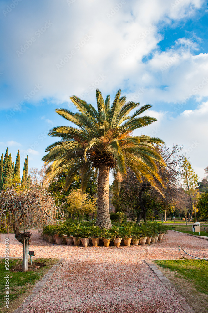 It s Palm tree in the Eram Garden historic Persian garden in