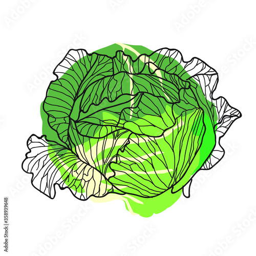 White cabbage