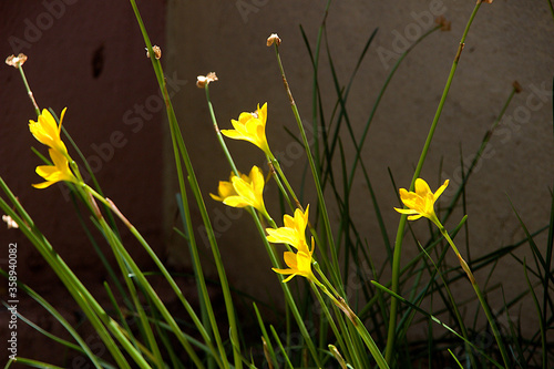 Heads of Golden-Eyed-Grass Plants