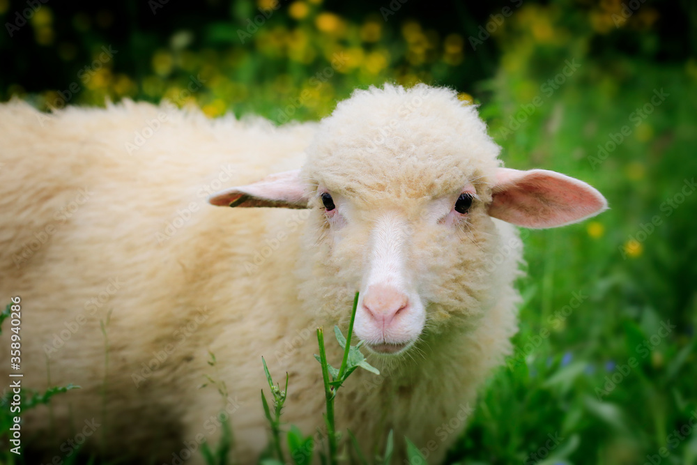 Obraz premium Portrait Sheep , looking into the camera. Around it and there are yellow flowers and green grass