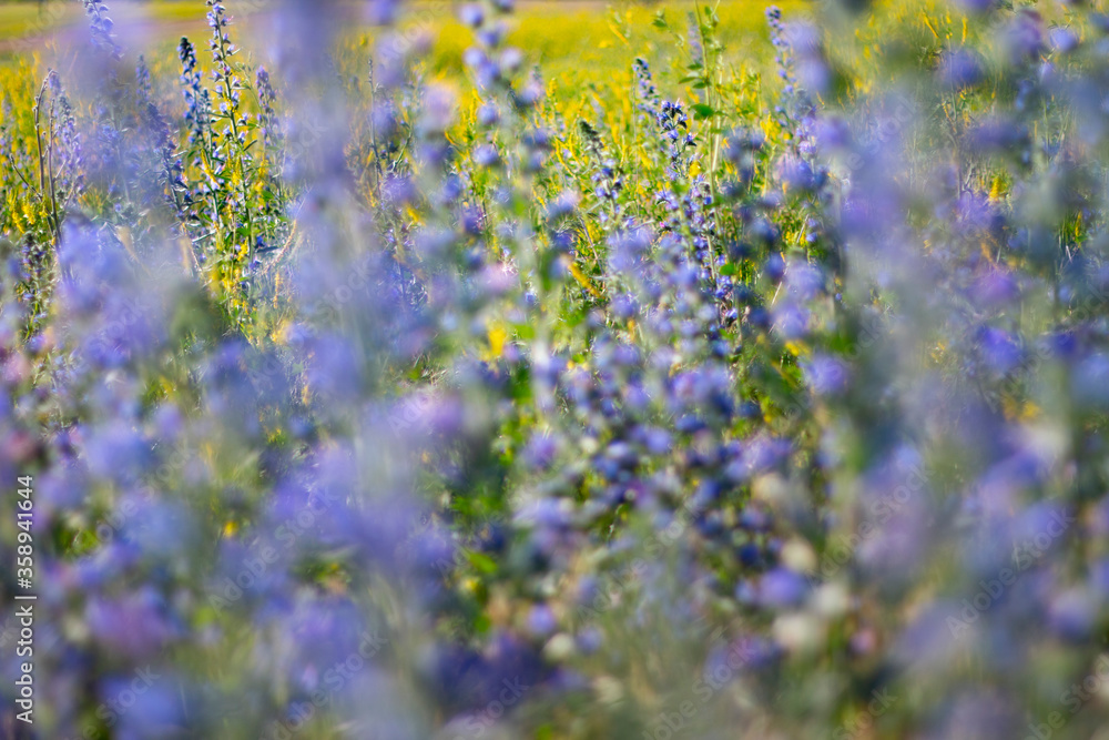 Obraz premium Colorful field flowers and grin grass. Beautiful spring or summer backgrounds.