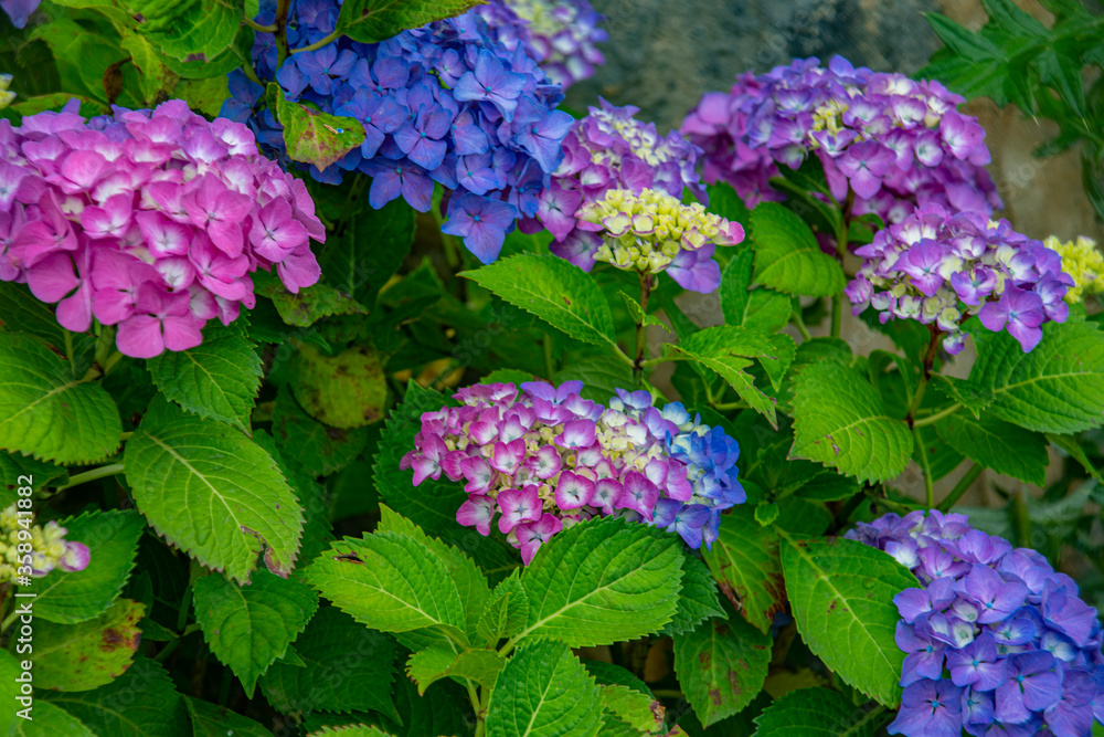 Nature's spring adventure, flowers and colors Nature's spring adventure, flowers and colors