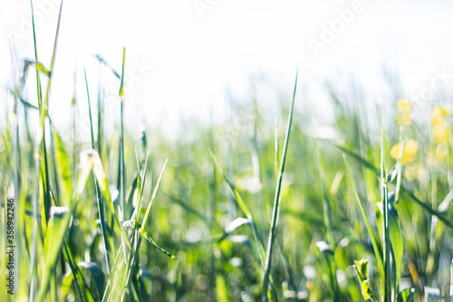 Sunny day on field with green grass. Nature light background with selective and soft focus.