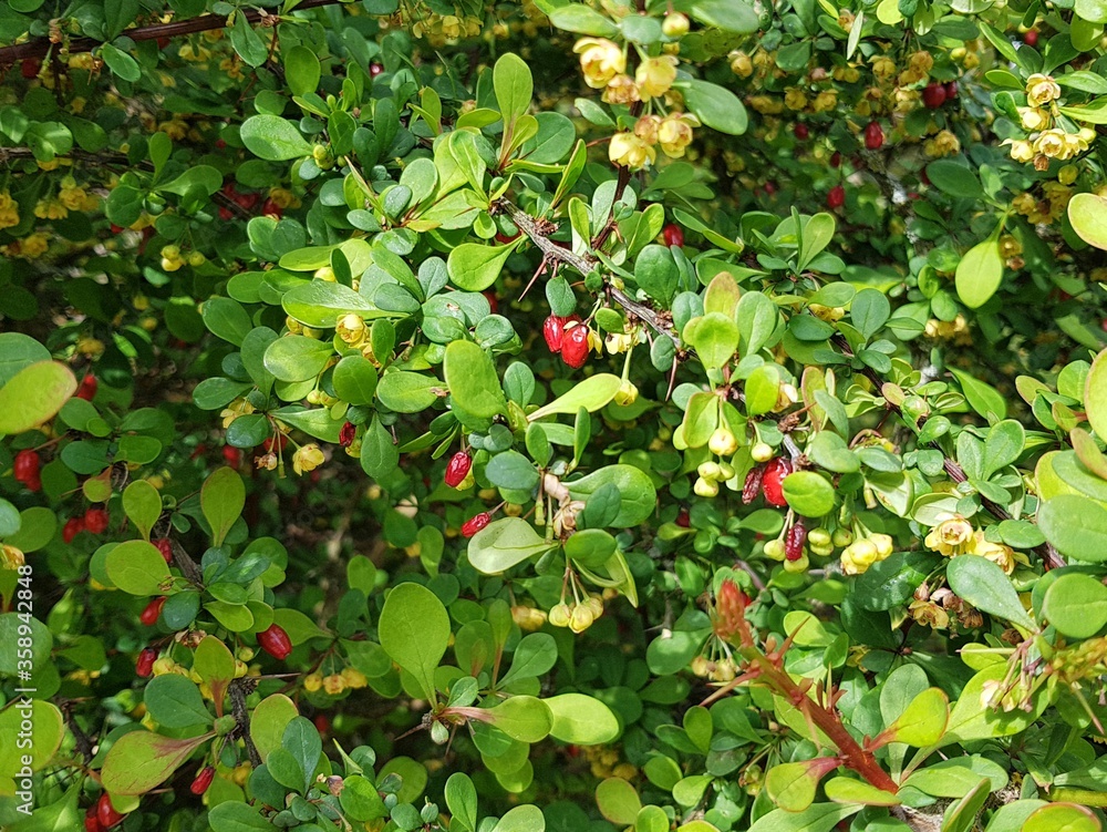 Large bush of Berberis with many red fruits on a sunny spring day