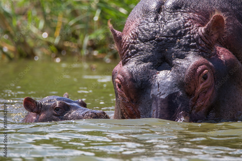 Hippopotamus amphibius
