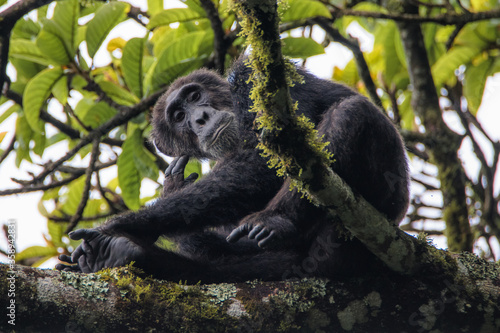 Pan troglodytes schweinfurthii