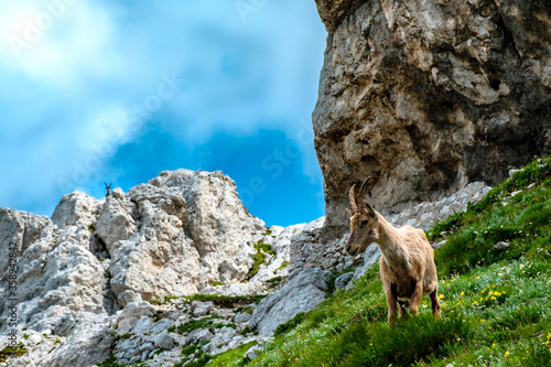 Steinbocks in the Julian alps photo